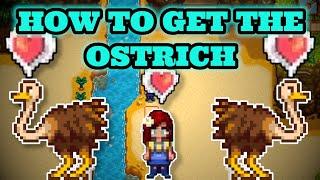 Stardew Valley 1.5 | How to get the ostrich Full Tutorial