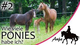 [STORY] Wie viele Ponies habe ich? Teil #2