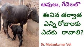 Time to come to heat after calf birth in Telugu | Dr. Madankumar Vet