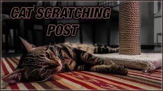 DIY Cat Scratching Post. Super Cheap And Easy!!