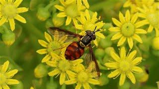 Insects from Tenerife- Canary Islands