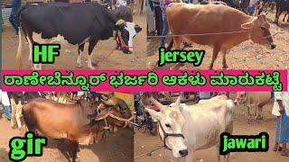 Ranebennur Cow Market ||| ರಾಣೇಬೆನ್ನೂರ್ ಆಕಳು ಮಾರುಕಟ್ಟೆ ||| Every Sunday Morning