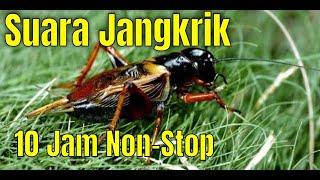 Suara Jangkrik 10 Jam Non Stop No Copyright