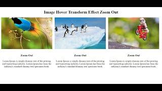 Zoom Out Image Hover Transform Effect Using Only HTML and CSS - SFC