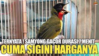 TERNYATA CUMA SEGINI HARGA BURUNG SAMYONG GACOR DOR 7 MENIT TANPA JEDA !