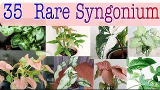 35 VARIETIES SYNGONIUM PLANTS / ARROWHEAD PLANTS