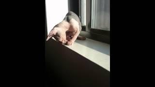 sphynx kitten playing with her tail