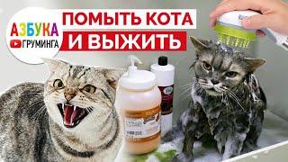 Как помыть кота, груминг кошек дома