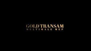 [GOLD TRANSAM // MULTIMALE MEP]