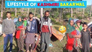 The Bakarwal Tribe Of Kashmir - Life Of Kashmiri Bakarwal @Thetravellingdude