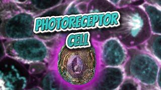 Photoreceptor cell (Everything Human Cells) ️