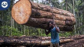 How BALSA Trees Go from Seeds to Industry in Just 5 Years!