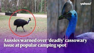 Aussies warned over ‘deadly’ cassowary issue at popular camping spot | Yahoo Australia