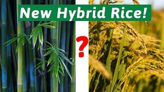 China JUST SHOCKED The Entire World With a super powerful Hybrid Rice!