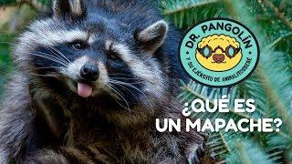 What is a Raccoon? - Dr. Pangolín and his Baby Animal Army.