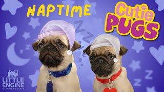 Naptime  | Cutie Pugs | Animals for Kids