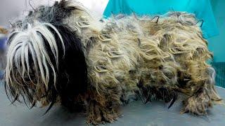 The Ultimate Grooming Makeover: Saving an Abused DOG With a Stunning Shaving Session