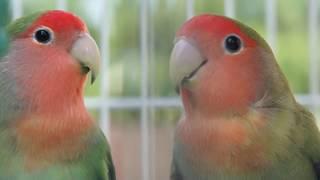 LOVEBIRDS HD