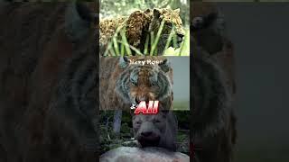 Smilodon vs Bornean Tiger vs Mosbach Lion #paleontology #prehistoric #cenozoic #shorts #tiger #lion