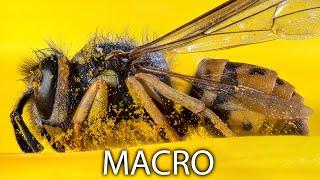 Macro Photography Tutorial - BEGINNER TO PRO