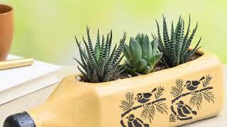 Miniature Garden - DIY Succulent Garden | nurserylive