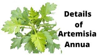 product information of Artemisia Annua | All Details| Benefits will amaze you