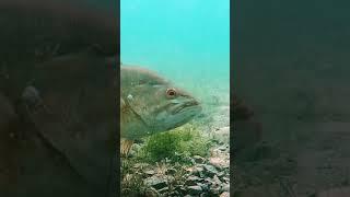 Атака рыбы