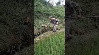 video short hlawv ntseeb #animal #hunting #yoshavzoov #เดินป่า #huntingbus #happyhunting #bushcraft