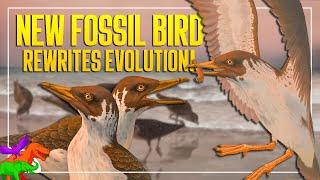 Janavis | New Fossil Bird Overturns Over a Century of Knowledge on Bird Evolution | Paleo News 2022