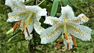 [4K]Flowers Report of today's Showa Memory Park 2019 17th July ヤマユリ等Gold banded lily etc Part 1