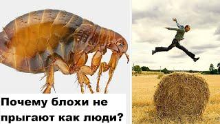 Почему блохи не прыгают как люди?