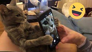 Funniest Cats And Dogs Videos  - Best Funny Animal Videos 2024 #12