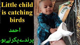 Little boy is catching birds with hands|Ahmad toys world