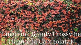 Tangerine Beauty Crossvine