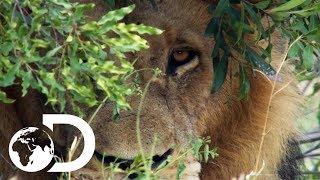 Dave Salmoni Has A Dangerous Close Call With A Wild Male Lion | Into The Lion’s Den