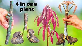 Multiple grafting in mango tree, (4 in 1) unique technique of mango grafting