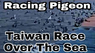 Taiwan Race - Over The Sea | Pigeon Race in Taiwan | Taiwan To The World