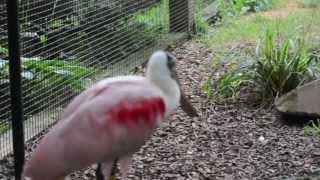 DSLR video Nikon D5200 - Birds at the National Zoo (DC)