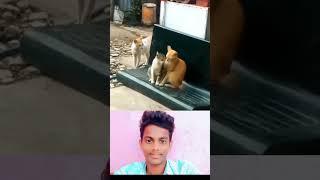 Sad Cat funny video 