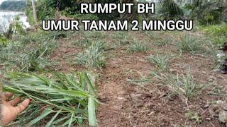 RIMPUT BH,2 MINGGU SETELAH TANAM