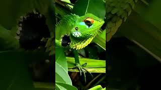 Green Garden Lizard #   # SUBSCRIBE # short