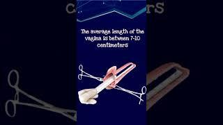 Did you know !  The average length of the vagina #shorts