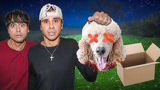 Who would do THIS to our Dog?!