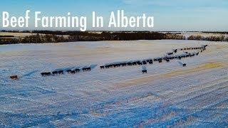 Beef Cattle Farming Alberta Canada