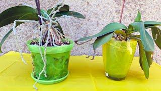  HOW TO REPROT AN ORCHID  DEEPENING AIR ROOTS 