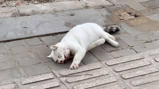 A stray cat hit by a car writhed in pain by the roadside, trying to crawl forward but too weak.