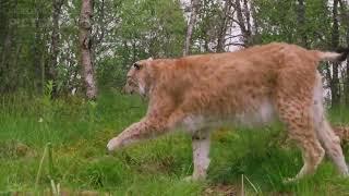 Wild Croatia Survival Secrets of the Dinaric Alps   Must-See Animal Documentary