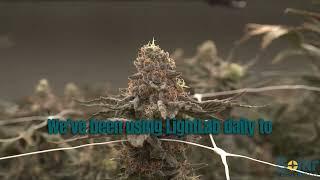 Why vertically integrated MA dispensary Solar Cannabis Co. Uses LightLab for Pheno Hunting