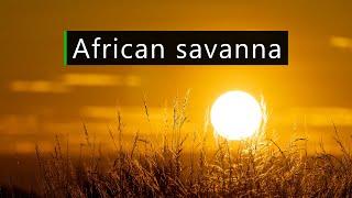 Sunset in the African bush - Nature and wildlife sounds