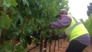 Harvest for workers